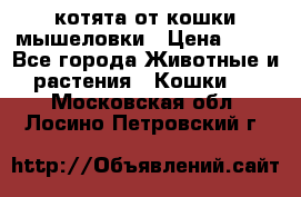 котята от кошки мышеловки › Цена ­ 10 - Все города Животные и растения » Кошки   . Московская обл.,Лосино-Петровский г.